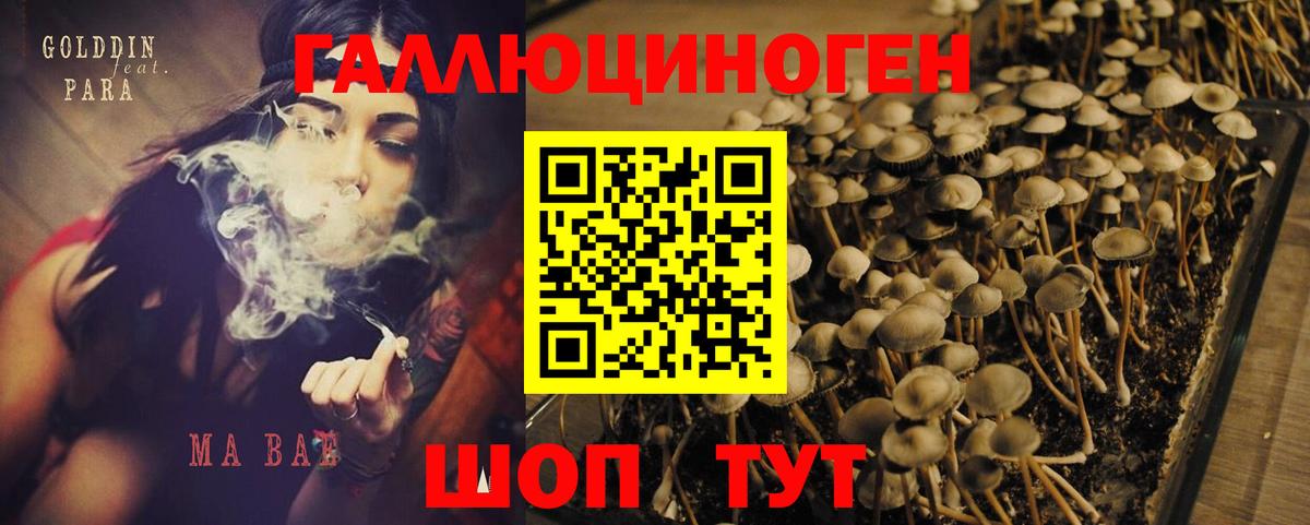 хочу   Галлюциногенные грибы Psilocybe  Псилоцибиновые грибы мицелий  Вход с VPN  Ижевск 
